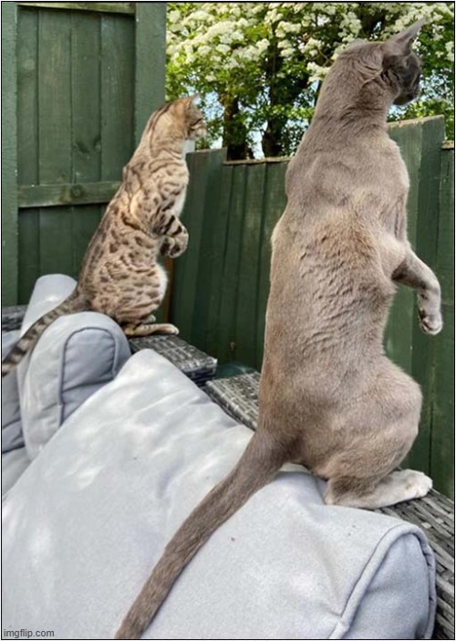 Nosey Neighbours ! | image tagged in cats,nosey,neighbours | made w/ Imgflip meme maker