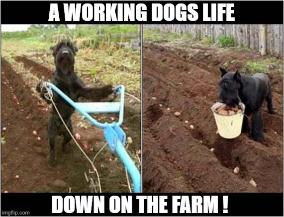 No Farmers - No Food ! | A WORKING DOGS LIFE; DOWN ON THE FARM ! | image tagged in dogs,farming | made w/ Imgflip meme maker