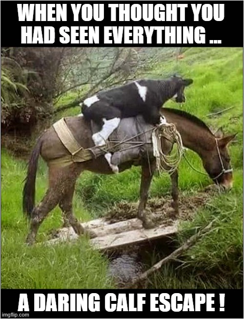 Onward Steed ! | WHEN YOU THOUGHT YOU HAD SEEN EVERYTHING ... A DARING CALF ESCAPE ! | image tagged in cows,mule,escape | made w/ Imgflip meme maker