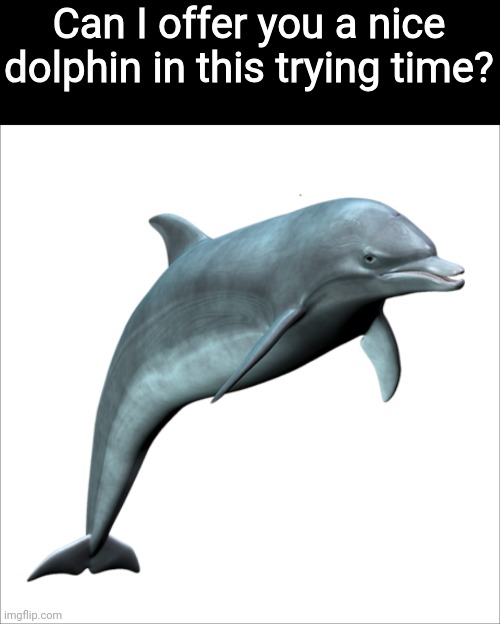 Dolphin PNG | Can I offer you a nice dolphin in this trying time? | image tagged in dolphin png,dolphin,2025,memes | made w/ Imgflip meme maker