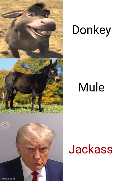 A Donkey, A Mule And The World's Biggest Jackass | Donkey; Mule; Jackass | image tagged in memes,drake hotline bling,donald trump is a convicted rapist,trump is a convicted rapist,rapist,lock him up | made w/ Imgflip meme maker