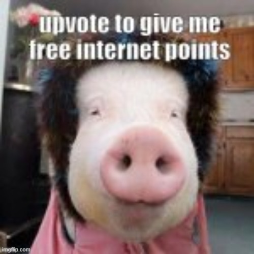 image tagged in pig,wig,funny,haha | made w/ Imgflip meme maker