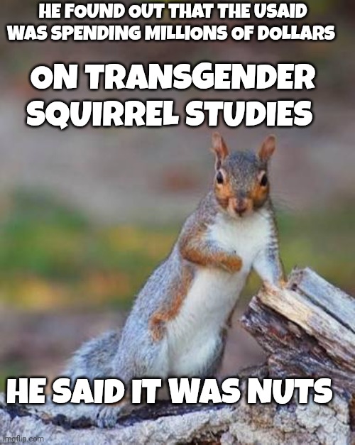 USAID meme | HE FOUND OUT THAT THE USAID WAS SPENDING MILLIONS OF DOLLARS; ON TRANSGENDER SQUIRREL STUDIES; HE SAID IT WAS NUTS | image tagged in squirrel | made w/ Imgflip meme maker