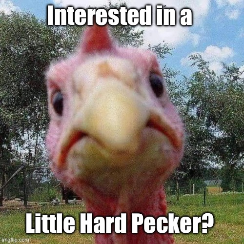 Hard Pecker | Interested in a; Little Hard Pecker? | image tagged in chicken head,hard pecker,dick pick | made w/ Imgflip meme maker