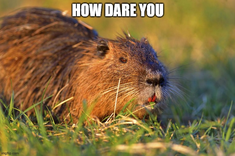 Nutria | HOW DARE YOU | image tagged in nutria | made w/ Imgflip meme maker