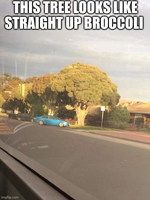 This Tree Looks Like Straight Up Broccoli | THIS TREE LOOKS LIKE STRAIGHT UP BROCCOLI | image tagged in chris joines | made w/ Imgflip meme maker