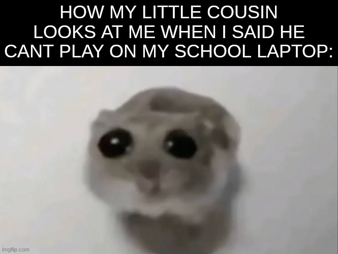 why not *sad idiot noises* | HOW MY LITTLE COUSIN LOOKS AT ME WHEN I SAID HE CANT PLAY ON MY SCHOOL LAPTOP: | image tagged in sad hamster,memes,true story | made w/ Imgflip meme maker