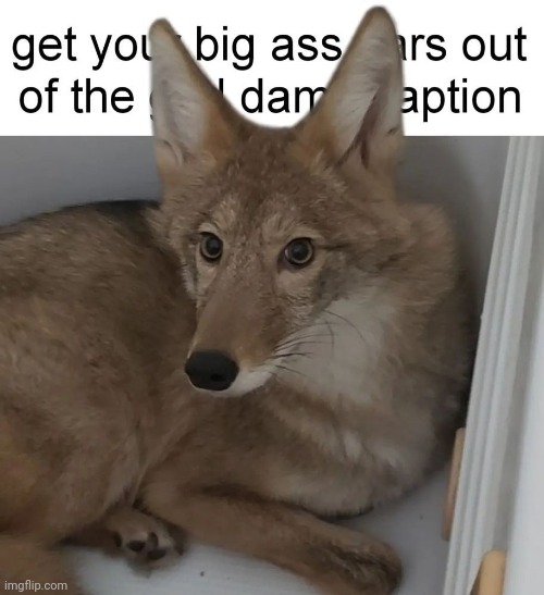 Wolf ears | image tagged in wolf ears | made w/ Imgflip meme maker