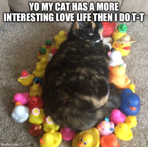 YO MY CAT HAS A MORE INTERESTING LOVE LIFE THEN I DO T-T | image tagged in cat,love | made w/ Imgflip meme maker