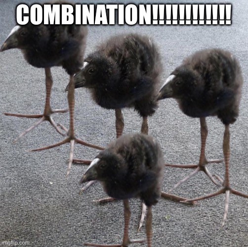 Pukeko chick | COMBINATION!!!!!!!!!!!! | image tagged in pukeko chick | made w/ Imgflip meme maker