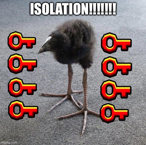 Pukeko chick | ISOLATION!!!!!!! | image tagged in pukeko chick | made w/ Imgflip meme maker