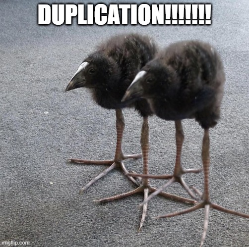 Pukeko chick | DUPLICATION!!!!!!! | image tagged in pukeko chick | made w/ Imgflip meme maker