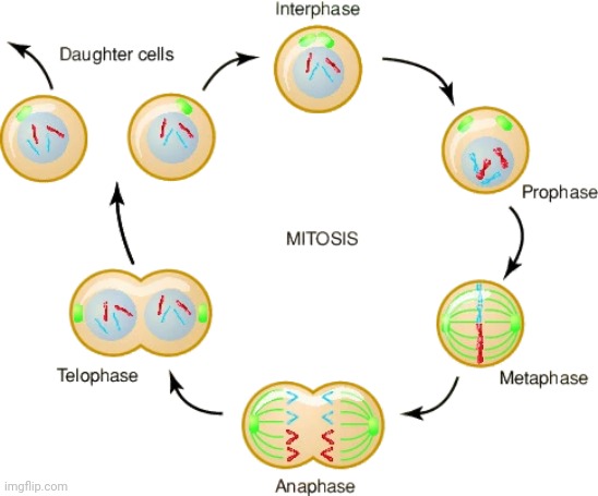 Mitosis | image tagged in mitosis | made w/ Imgflip meme maker