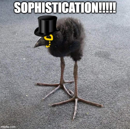 Pukeko chick | SOPHISTICATION!!!!! | image tagged in pukeko chick | made w/ Imgflip meme maker