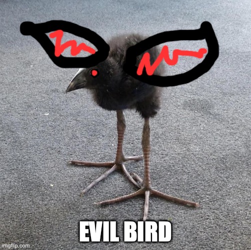 just because | EVIL BIRD | image tagged in pukeko chick | made w/ Imgflip meme maker