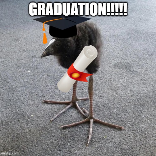 Pukeko chick | GRADUATION!!!!! | image tagged in pukeko chick | made w/ Imgflip meme maker