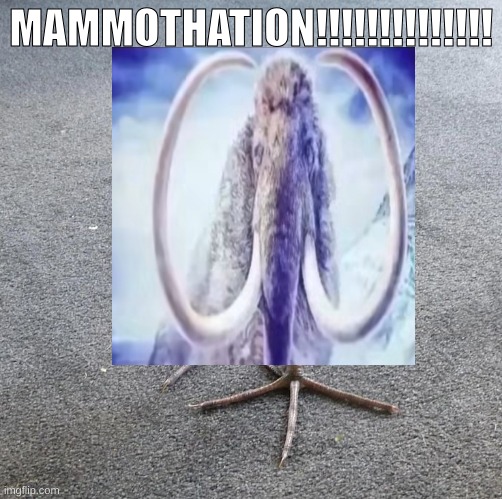 Pukeko chick | MAMMOTHATION!!!!!!!!!!!!!! | image tagged in pukeko chick | made w/ Imgflip meme maker