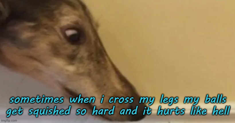 long nose dog | sometimes when i cross my legs my balls get squished so hard and it hurts like hell | image tagged in long nose dog | made w/ Imgflip meme maker