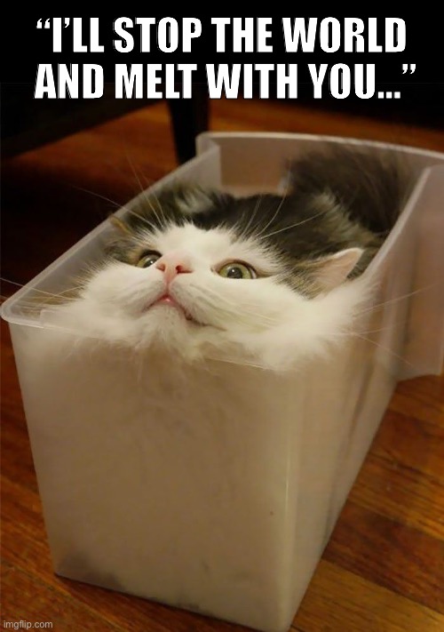 Cats are extremely flexible… | “I’LL STOP THE WORLD 
AND MELT WITH YOU…” | image tagged in cats are awesome | made w/ Imgflip meme maker