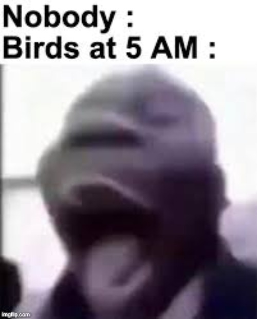 these DAMN birds | image tagged in birds | made w/ Imgflip meme maker