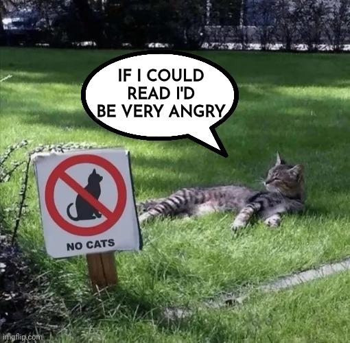 Who's The Boss ? | IF I COULD READ I'D BE VERY ANGRY | image tagged in cool cat stroll,get off my lawn,why are you reading this,relax,please do not the cat | made w/ Imgflip meme maker