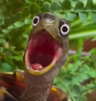 Shocked Turtle Reaction Blank Meme Template