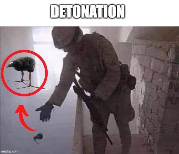 DETONATION | DETONATION | image tagged in blank white template,bird,kiwi | made w/ Imgflip meme maker