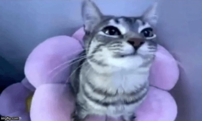 High Quality kitty Blank Meme Template