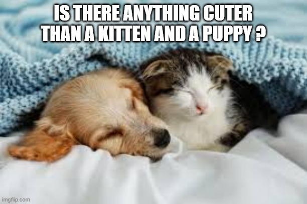 memes by Brad - Is there anything cuter than a kitten and a puppy? - cat - | IS THERE ANYTHING CUTER THAN A KITTEN AND A PUPPY ? | image tagged in cats,kitten,puppy,cute cat,cute puppy,funny | made w/ Imgflip meme maker