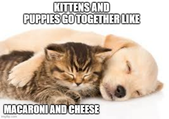 memes by Brad - kittens & puppies go together like macaroni & cheese | KITTENS AND PUPPIES GO TOGETHER LIKE; MACARONI AND CHEESE | image tagged in cats,kitten,puppy,cute puppy,cute kitten,funny | made w/ Imgflip meme maker