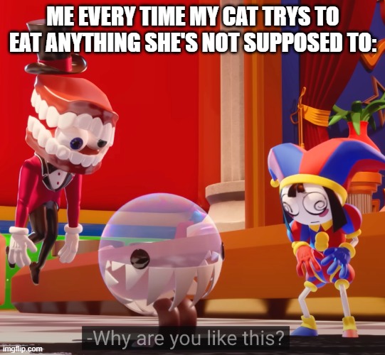 Why are you like this | ME EVERY TIME MY CAT TRYS TO EAT ANYTHING SHE'S NOT SUPPOSED TO: | image tagged in why are you like this | made w/ Imgflip meme maker