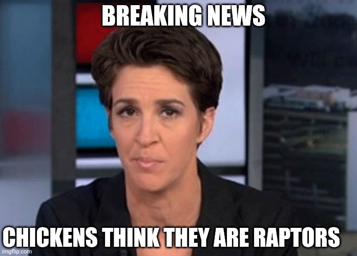 Rachel Maddow  | CHICKENS THINK THEY ARE RAPTORS BREAKING NEWS | image tagged in rachel maddow | made w/ Imgflip meme maker