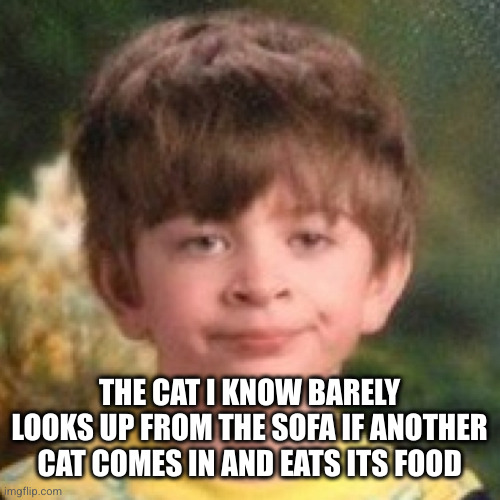 Annoyed face | THE CAT I KNOW BARELY LOOKS UP FROM THE SOFA IF ANOTHER CAT COMES IN AND EATS ITS FOOD | image tagged in annoyed face | made w/ Imgflip meme maker