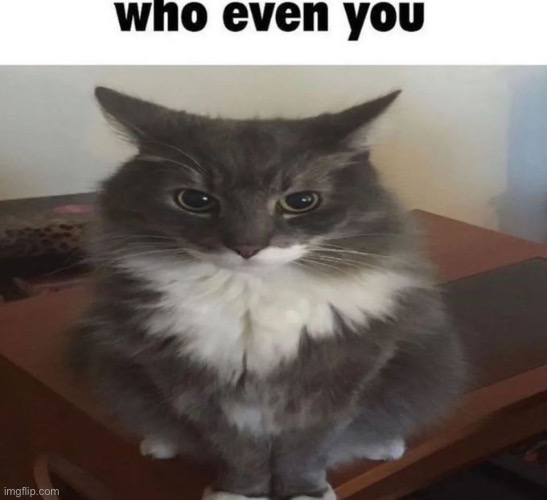 Who even you | image tagged in who even you | made w/ Imgflip meme maker