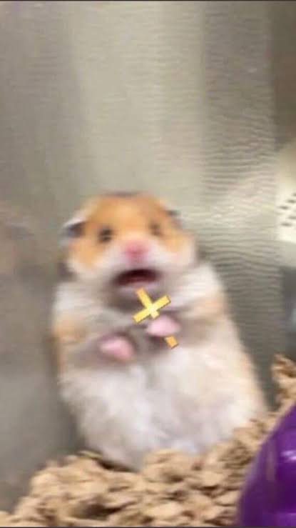 Hamster Blank Meme Template
