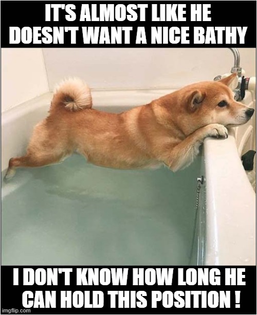 It's Bathy Time ! | IT'S ALMOST LIKE HE DOESN'T WANT A NICE BATHY; I DON'T KNOW HOW LONG HE 
CAN HOLD THIS POSITION ! | image tagged in dogs,bath time,reluctance | made w/ Imgflip meme maker