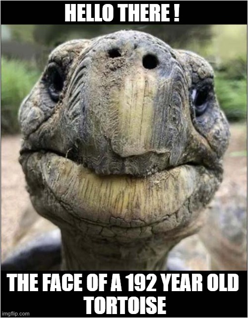 Longevity ! | HELLO THERE ! THE FACE OF A 192 YEAR OLD
 TORTOISE | image tagged in hello there,tortoise,longevity | made w/ Imgflip meme maker