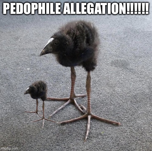 Pukeko chick | PEDOPHILE ALLEGATION!!!!!! | image tagged in pukeko chick | made w/ Imgflip meme maker