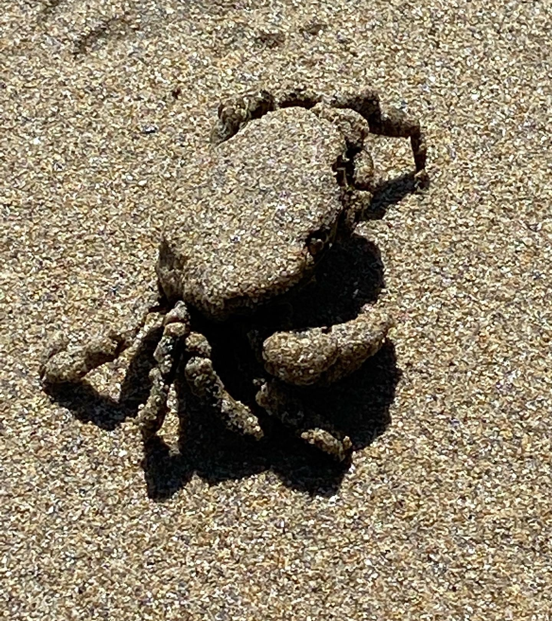Clever Crab. Blank Meme Template