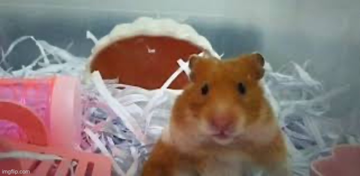 Harry the hamster | made w/ Imgflip meme maker