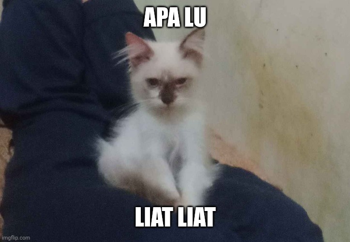 Funny | APA LU; LIAT LIAT | image tagged in funny memes,memes,funny | made w/ Imgflip meme maker