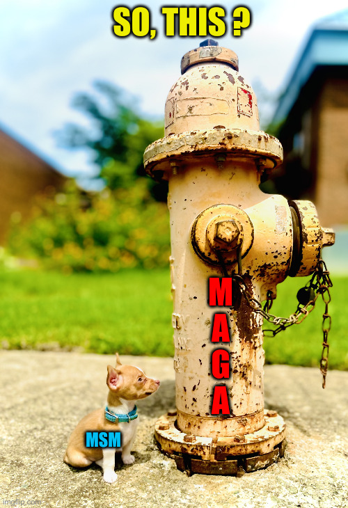 They'll Never Learn | SO, THIS ? M
A
G
A; MSM | image tagged in chihuahua hydrant perspective,political meme,politics,funny memes,funny,thanks ch1 for the idea | made w/ Imgflip meme maker