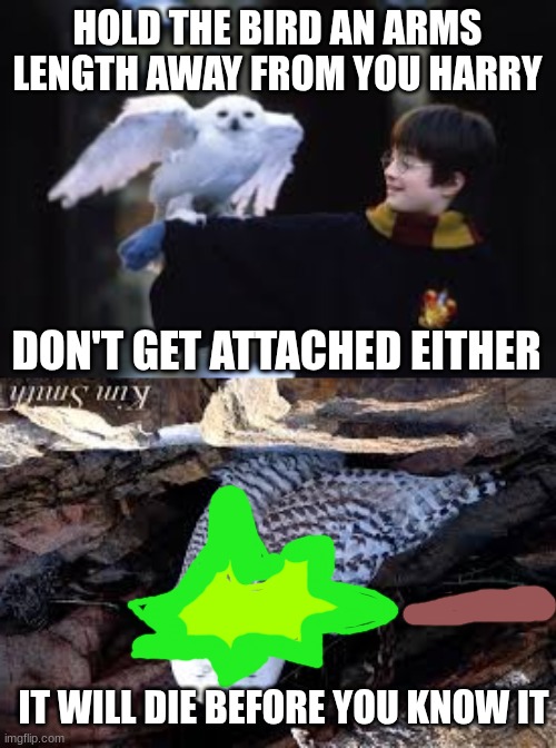 HOLD THE BIRD AN ARMS LENGTH AWAY FROM YOU HARRY; DON'T GET ATTACHED EITHER; IT WILL DIE BEFORE YOU KNOW IT | made w/ Imgflip meme maker
