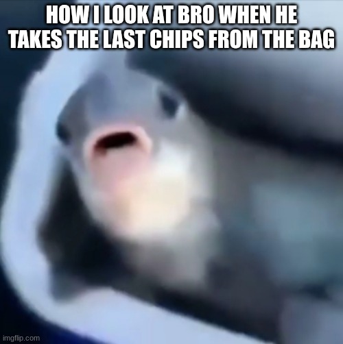 How I look at bro when... | HOW I LOOK AT BRO WHEN HE TAKES THE LAST CHIPS FROM THE BAG | image tagged in memes,funny memes,funny,fish | made w/ Imgflip meme maker