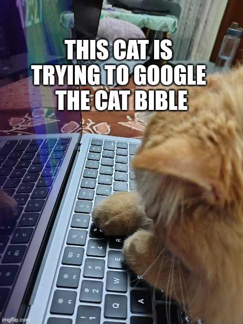 Cat staring at Mac | THIS CAT IS TRYING TO GOOGLE; THE CAT BIBLE | image tagged in cat staring at mac | made w/ Imgflip meme maker