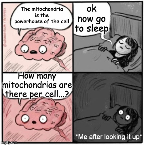 trust me look it up | ok now go to sleep; The mitochondria is the powerhouse of the cell; How many mitochondrias are there per cell...? *Me after looking it up* | image tagged in brain before sleep,school | made w/ Imgflip meme maker