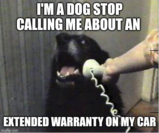 Dog stop calling | I'M A DOG STOP CALLING ME ABOUT AN; EXTENDED WARRANTY ON MY CAR | image tagged in yes this is dog,funny memes | made w/ Imgflip meme maker