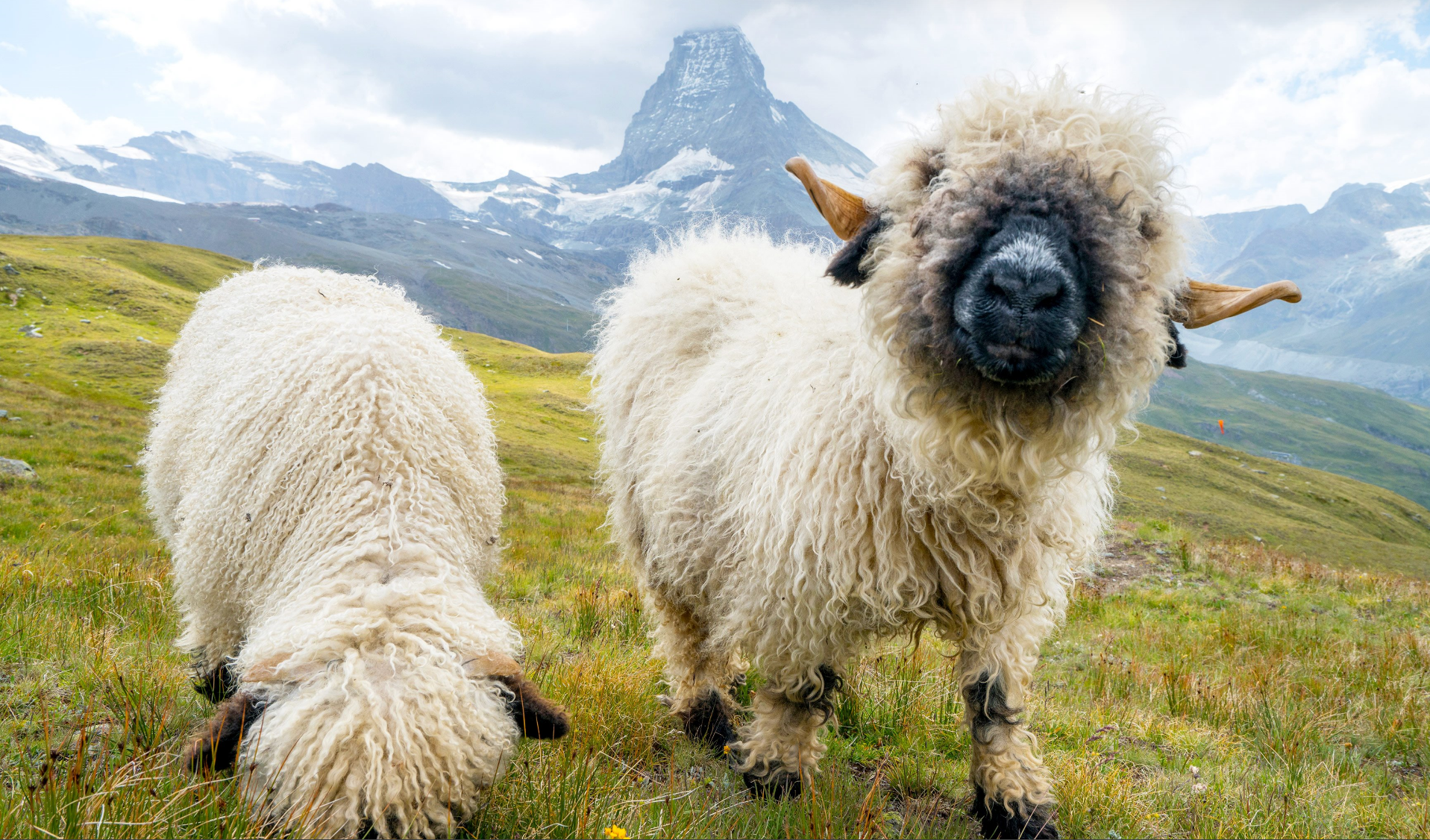 Sheep on a hill Blank Meme Template