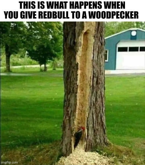 This Is What Happens When You Give Redbull To A Woodpecker | THIS IS WHAT HAPPENS WHEN YOU GIVE REDBULL TO A WOODPECKER | image tagged in chris joines | made w/ Imgflip meme maker