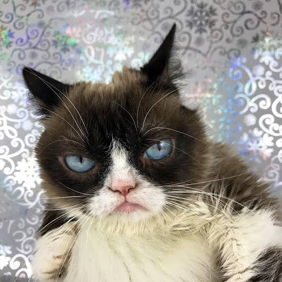 Grumpy cat Blank Meme Template